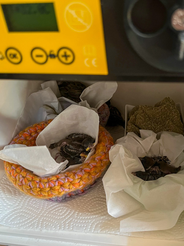 Nestlinge im Körbchen
