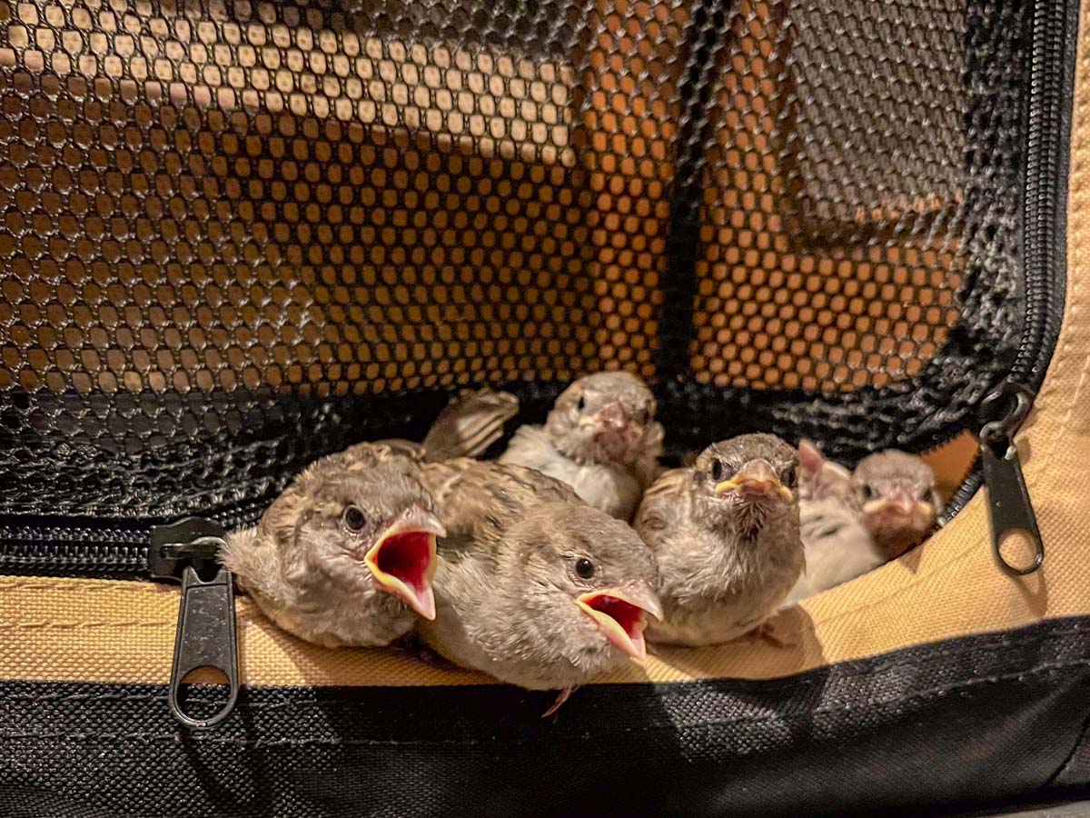 Fütterung eines Jungvogels mit Spritze